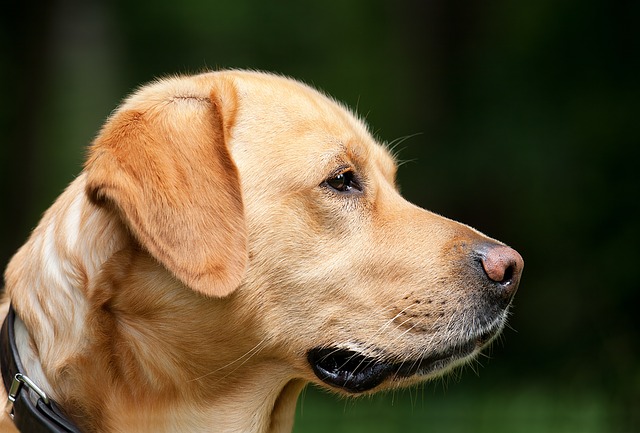 愛犬に
