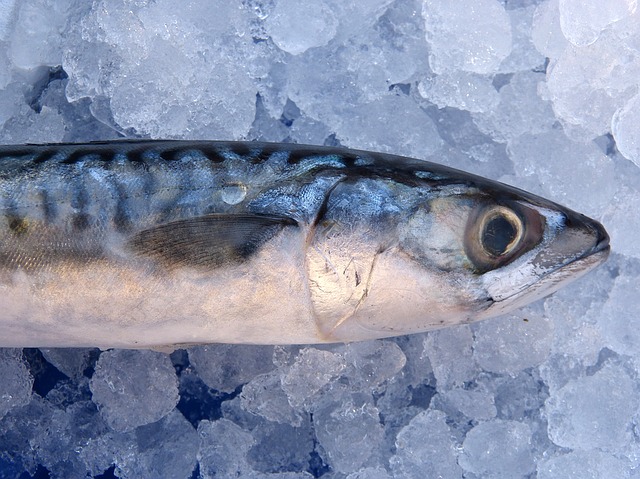 青魚のDHA